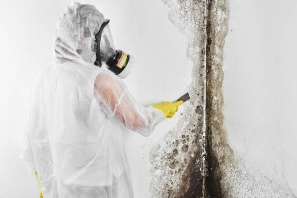 Best Post-Flood Mold Remediation in Hurricane, UT