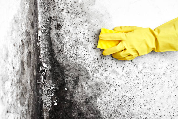 Best Attic Mold Remediation in Hurricane, UT