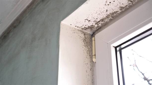 Best Post-Flood Mold Remediation in Hurricane, UT