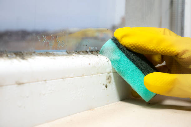 Best DIY Mold Remediation Support Services in Hurricane, UT