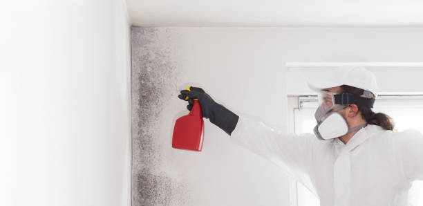 Best Mold Remediation for Specific Building Types in Hurricane, UT