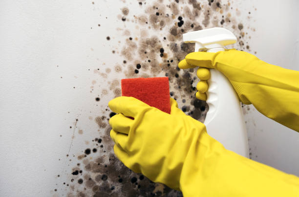 Best Commercial Mold Remediation in Hurricane, UT