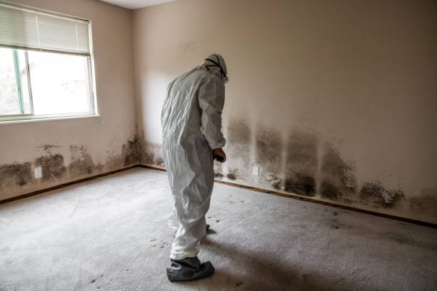 Best Insurance-Related Mold Remediation in Hurricane, UT