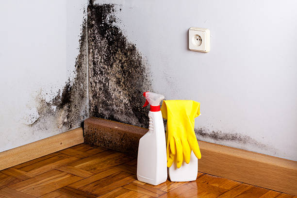 Best Mold Remediation for Schools in Hurricane, UT
